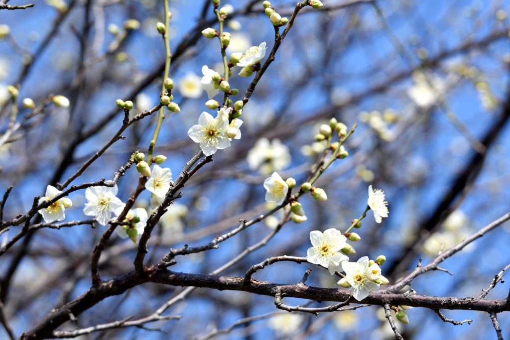 ほころぶ梅の花