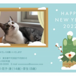 窓辺の猫