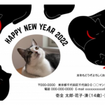 黒猫